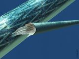 Treptoceras