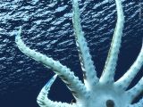 Cameroceras, tentacules