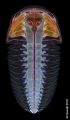 Triarthrus anatomie interne, face dorsale