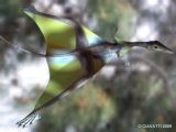 <i>Sharovipteryx </i>