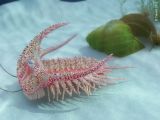Acidaspis