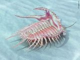 Acidaspis