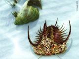 Acidaspis, Trilobite