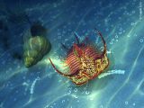Acidaspis, Trilobite