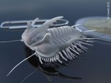 Acidaspis, Trilobite