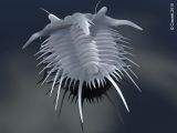 Acidaspis, Trilobite