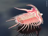 Acidaspis, Trilobite