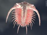 Acidaspis