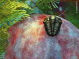 Calimene, Trilobite