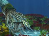 Cameroceras capturant un Trilobite