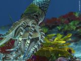 Cameroceras capturant un Trilobite