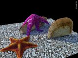 Etoiles de mer, Lamellibranche et Brachiopopode