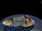 Isoletus gigas