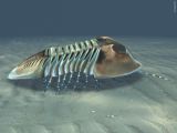 Isoletus gigas