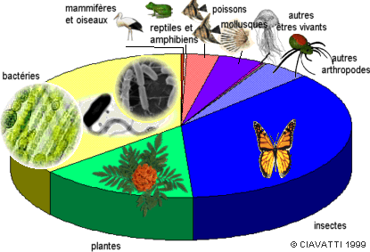 La biodiversité : bactéries et insectes se partagent 70% des trois millions et demi d'espèces d'êtres vivants connus