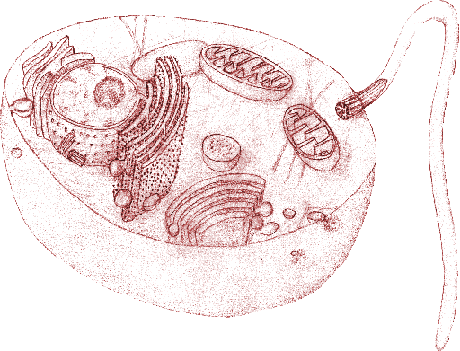Une cellule eucaryote (Protozoaire hétèrotrophe flagellé)