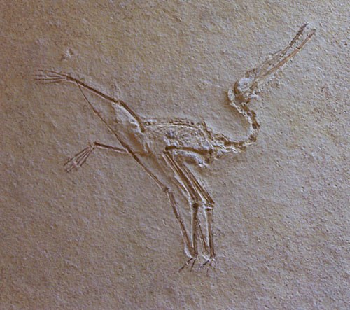 Pterodactylus kochi, Ptérosaure du Jurassique supérieur (Berger Museum, Eischstatt, Allemagne)