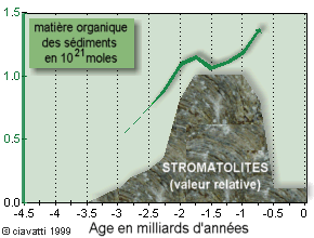 Évolution de la matière organique contenue dans les sédiments du précambrien comparée au développement des stromatolites
