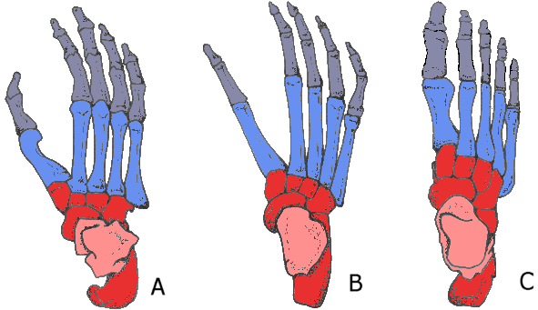 Pieds de Gorille (A), d'Australopithèque, Australopithecus africanus (B) et d'Homme (C), le pied de l’australopithèque est une reconstitution.