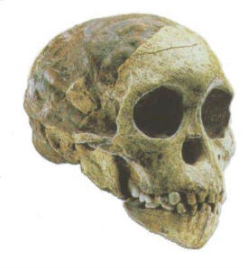 L'enfant de Taung
(Australopithecus africanus)
(photo : talkorigin.org)