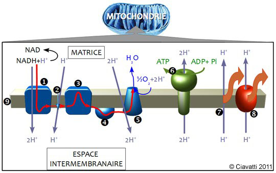 Chaîne respiratoire et synthèse d'ATP