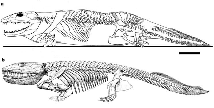 Ichthyostega reconstitution du squelette, barre d'échelle = 10 cm