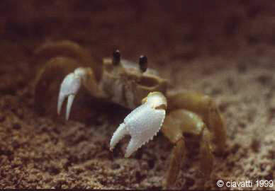 Un crabe Ocypode