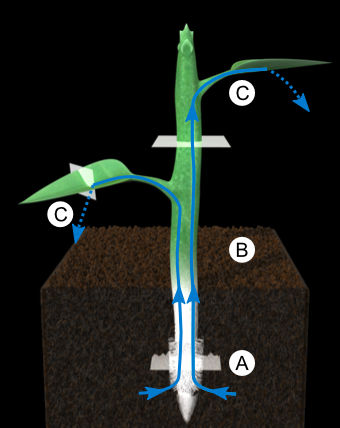 Racine, tige et feuille coopèrent pour absorber et faire circuler l'eau et les sels minéraux dans la plante.