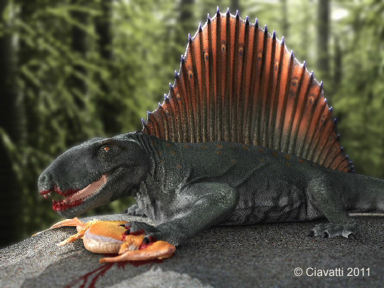 Dimetrodon, Synapside non mammalien du Permien inférieur d'Amérique du nord.