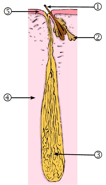 Coupe d'une unité lactéale du système mammaire d'un Monotrème (Echidné)