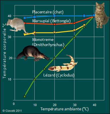 Evolution de la température du corps en fonction de la température extérieure chez un Lézard et 3 Mammifères