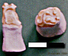 Merychippus : molaire profil et face supérieure