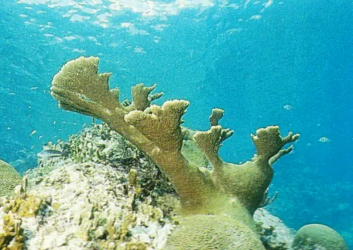 On a daté les coraux du genre Acropora palmata