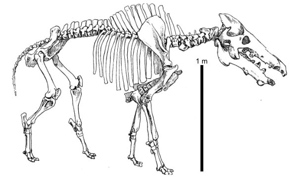 Squelette d'Archaeotherium