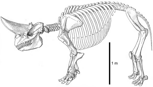 Squelette d'Arsinoitherium