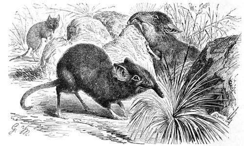 Rat à trompe du Cap, <i>Elephantulus edwardii
