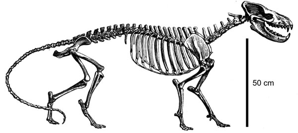 Mesonyx squelette