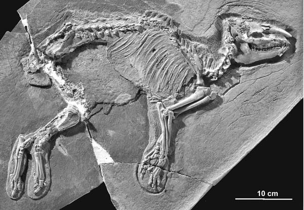 saghatherium fossile