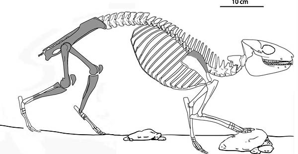 saghatherium squelette