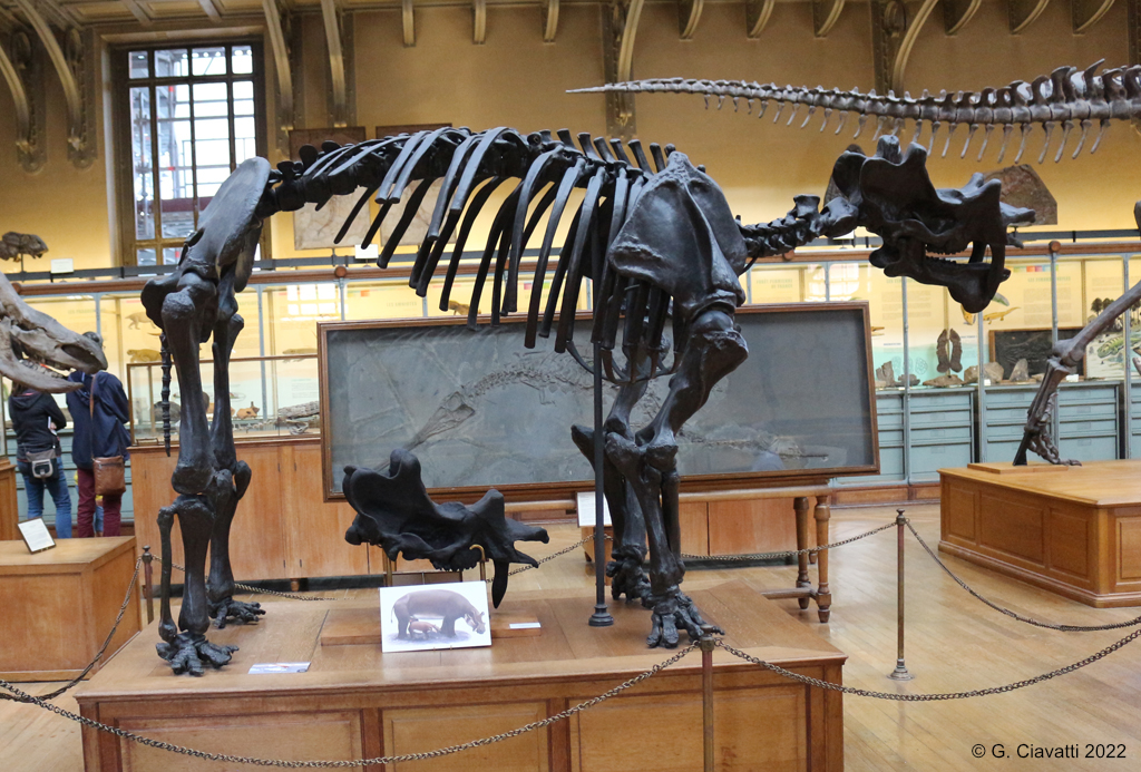 Squelette de Uintatherium