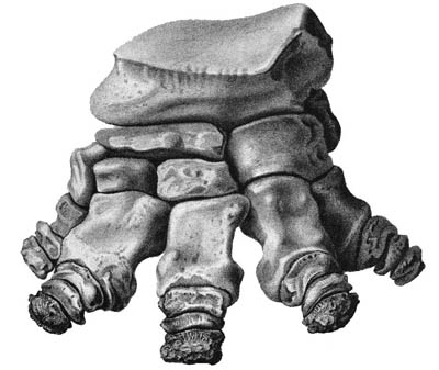 Squelette du pied de Uintatherium