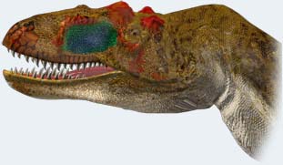 Megalosaurus tête