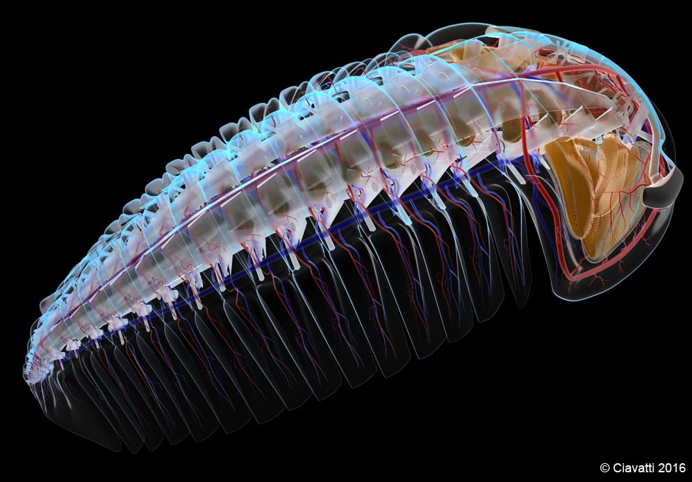 Fossile Trilobite Clarkeaspis Gouldi - Rare De Bolivie - Période Dévonien
